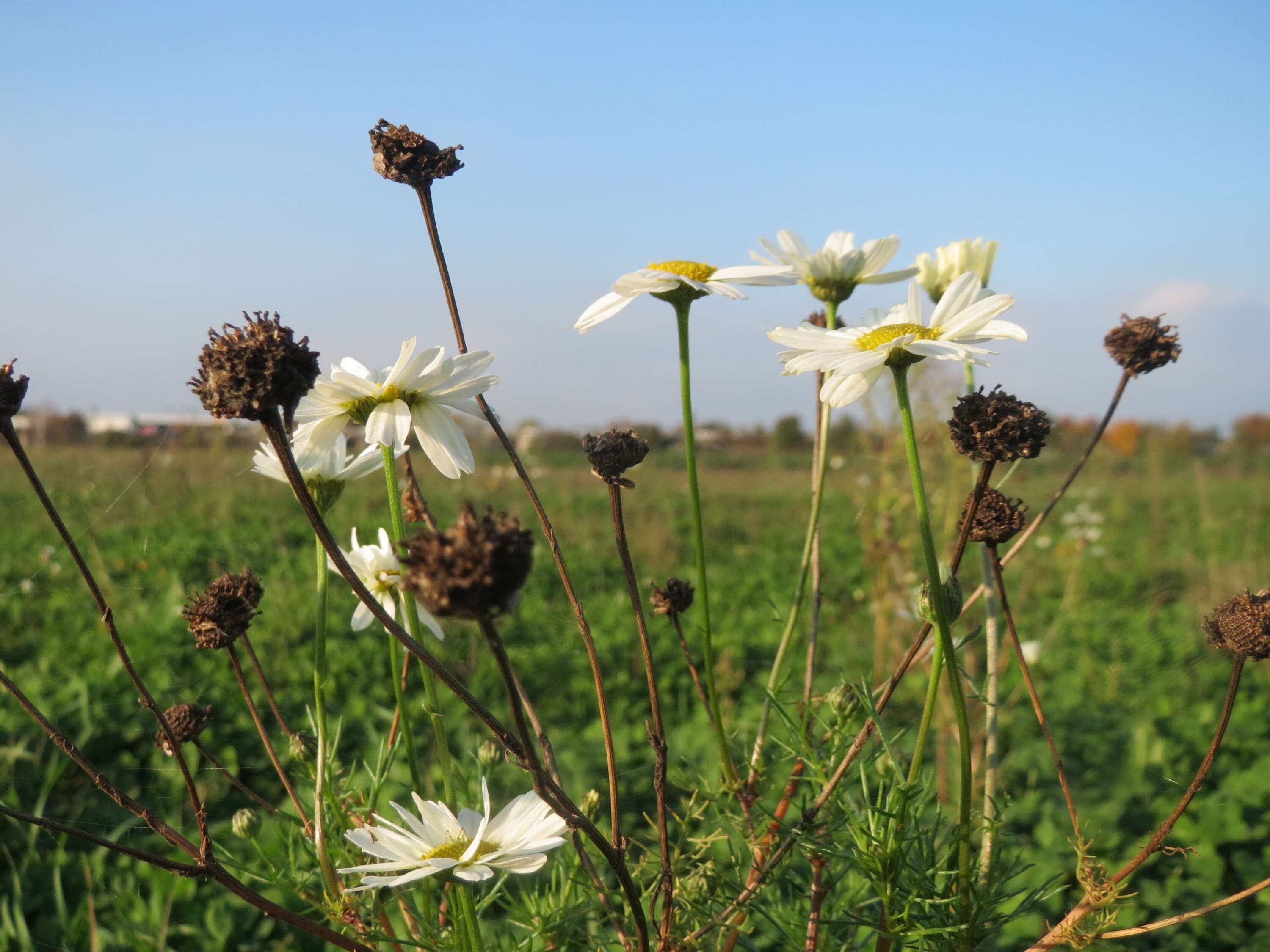 Image of scentless false mayweed