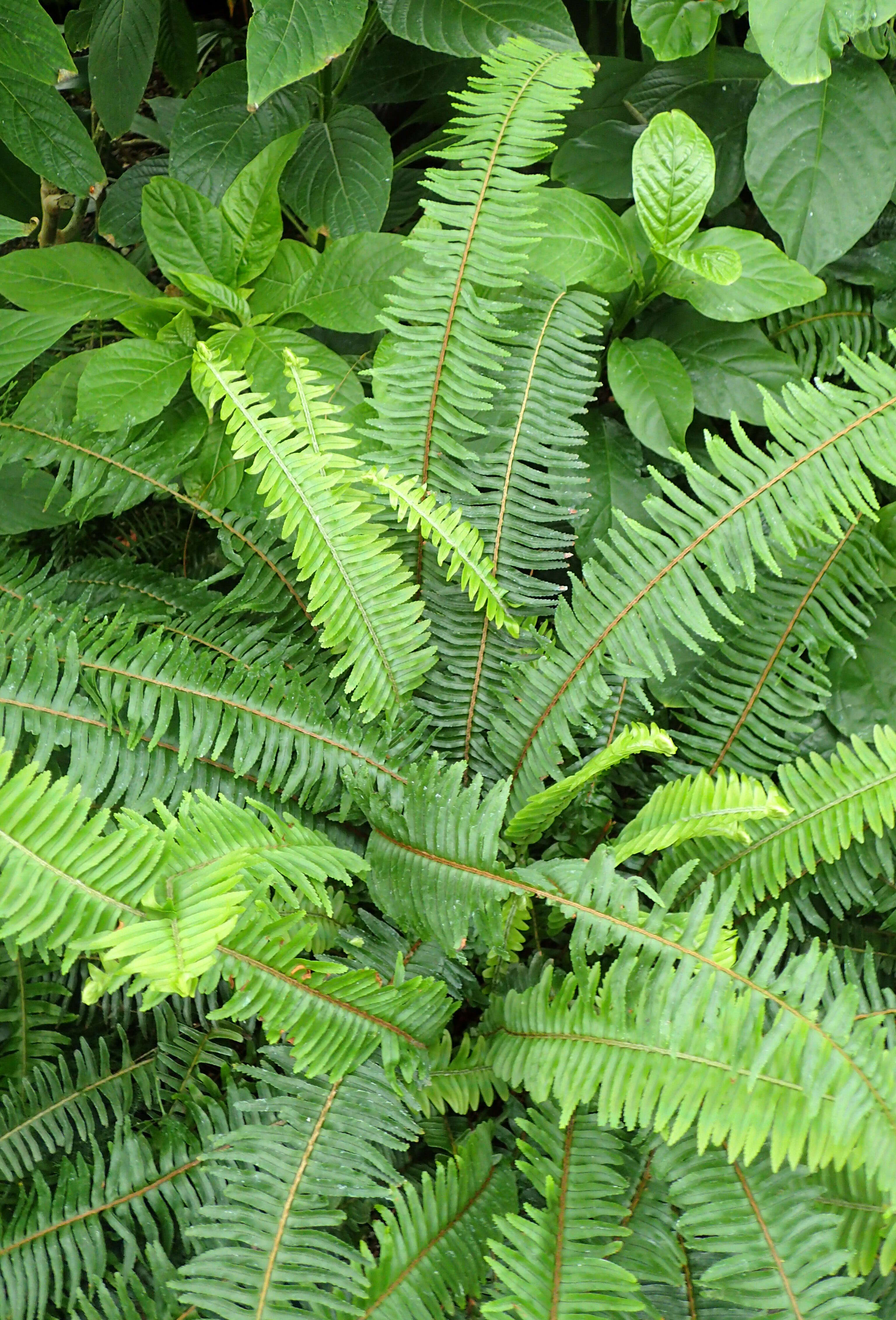 Image of Australian swordfern