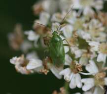 Image of Lygocoris