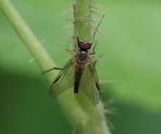 Image of Small Fleck-winged Snipe Fly