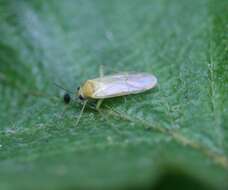 Image of Orthotylus tenellus (Fallen 1807)