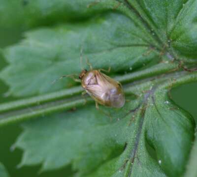 Image of Monalocoris filicis (Linnaeus 1758)