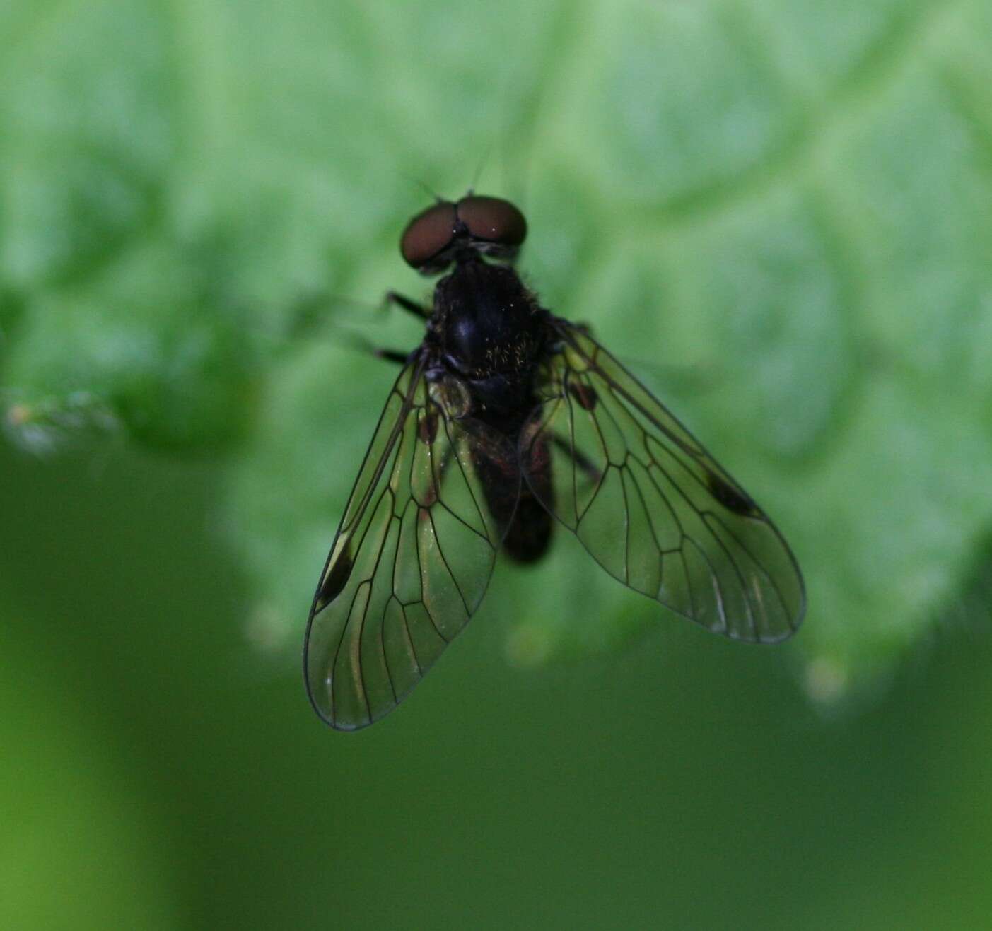 Image of Chrysopilus cristatus