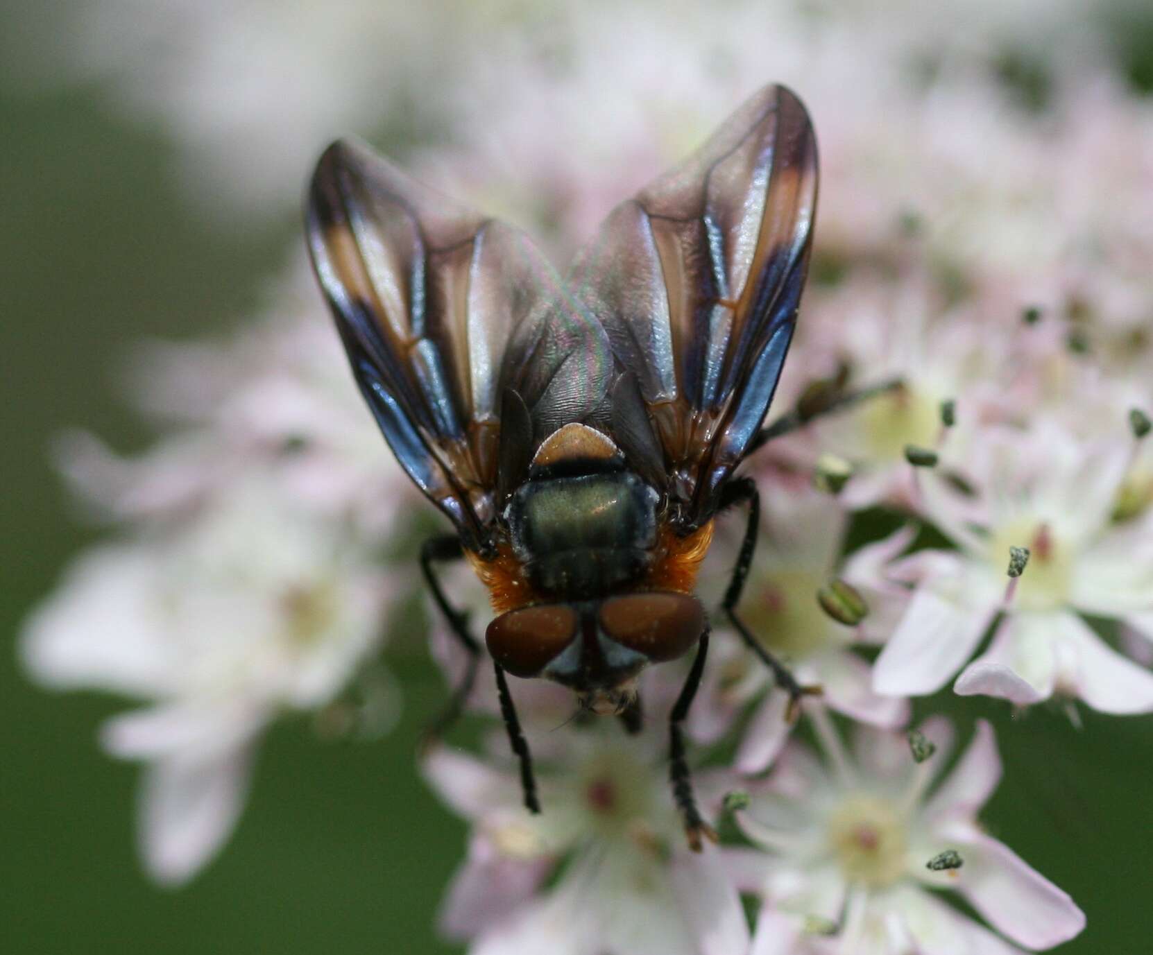 Image of Phasia hemiptera (Fabricius 1794)