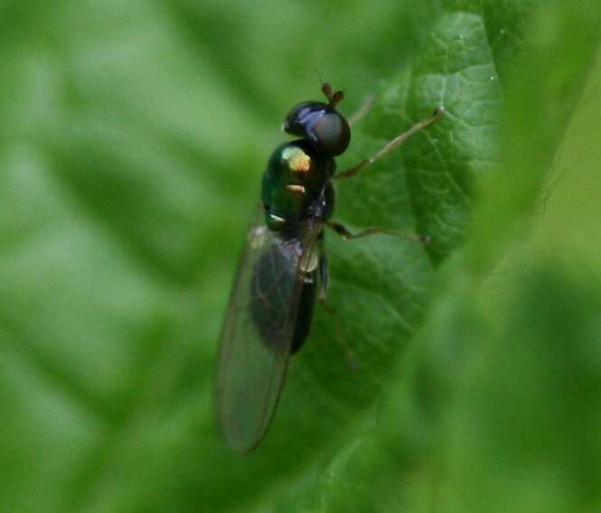 Image of Soldier fly