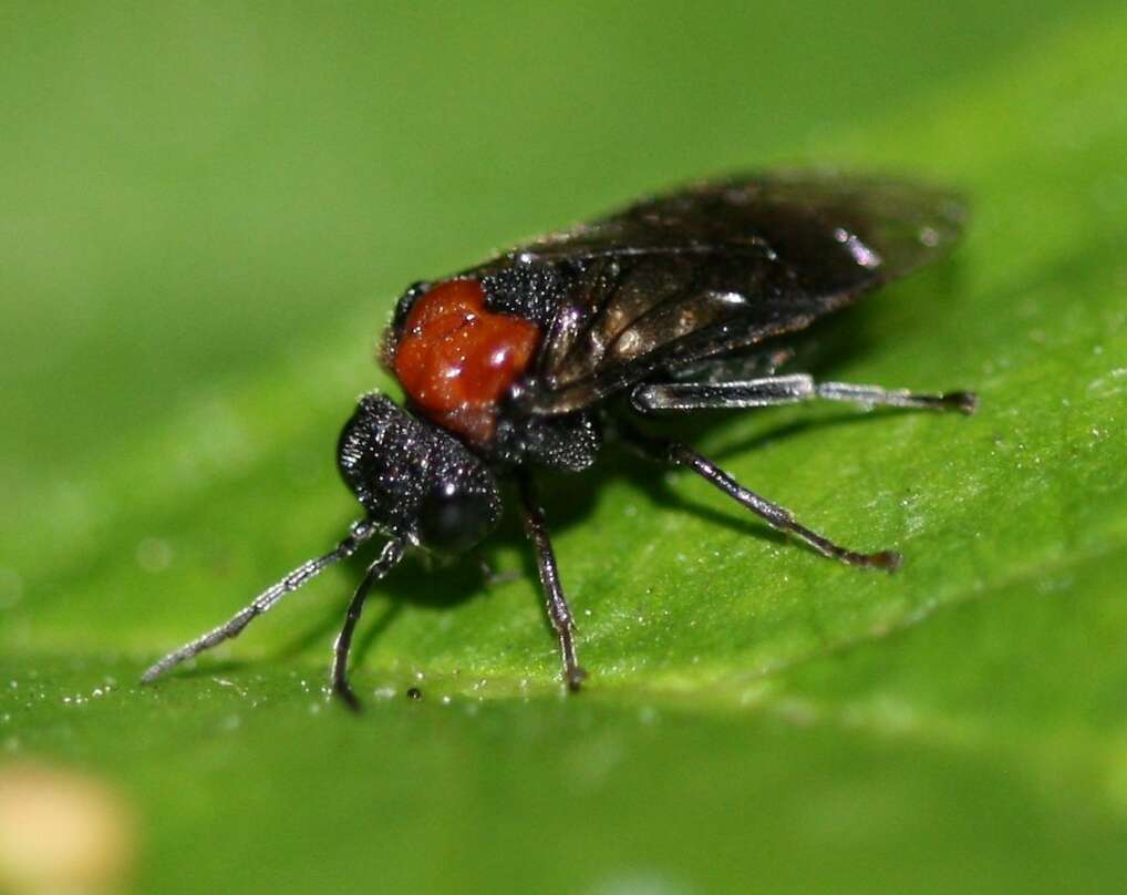 Image of Alder Sawfly