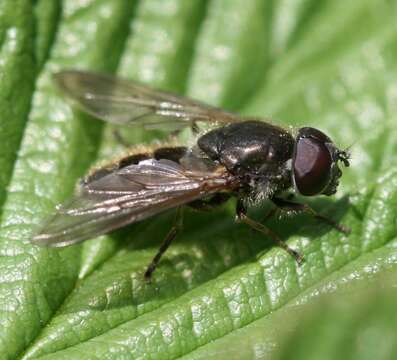 Image of Cheilosia proxima (Zetterstedt 1843)