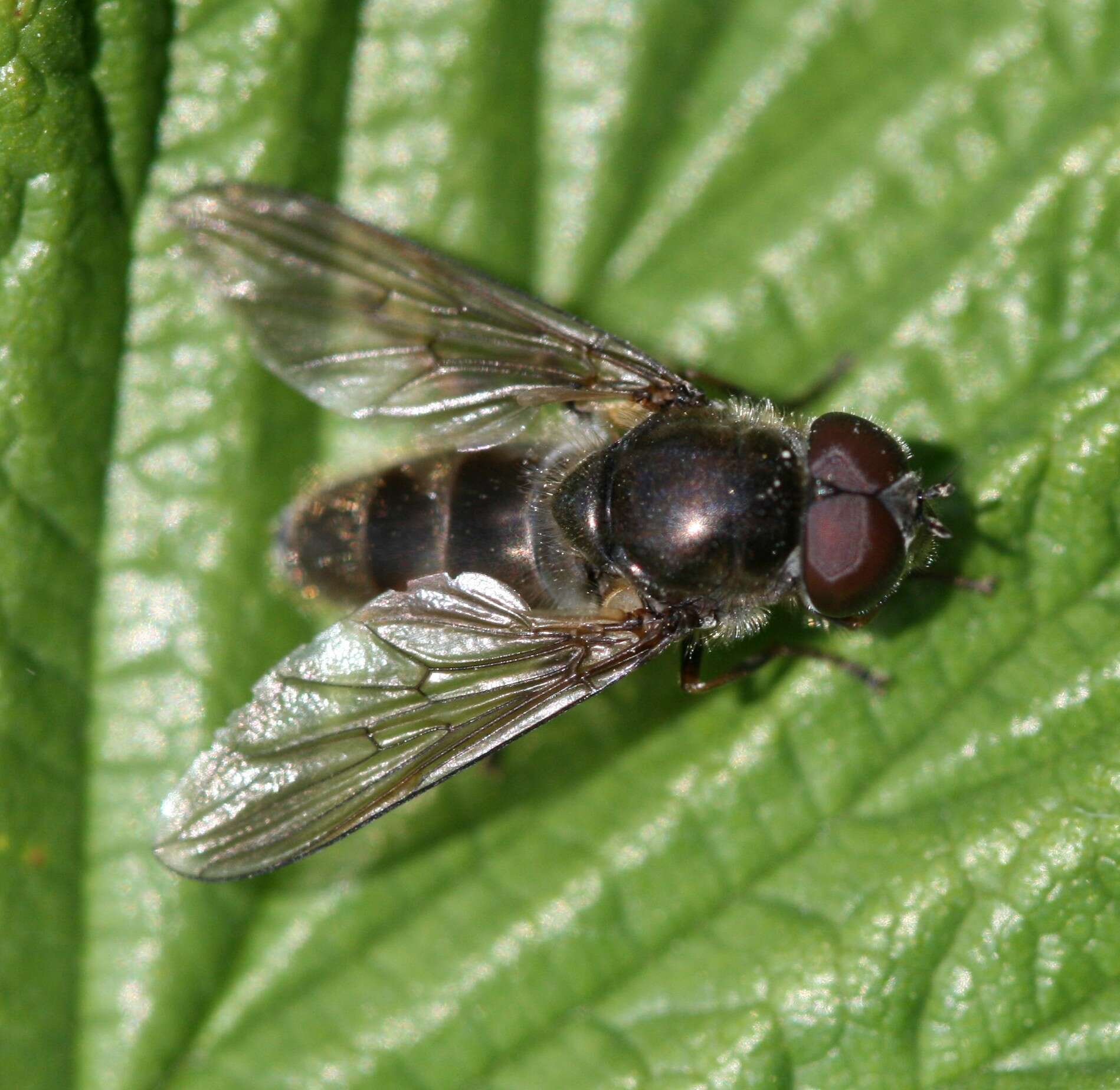 Image of Cheilosia proxima (Zetterstedt 1843)