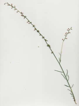 Image of Stackhousia viminea Sm.