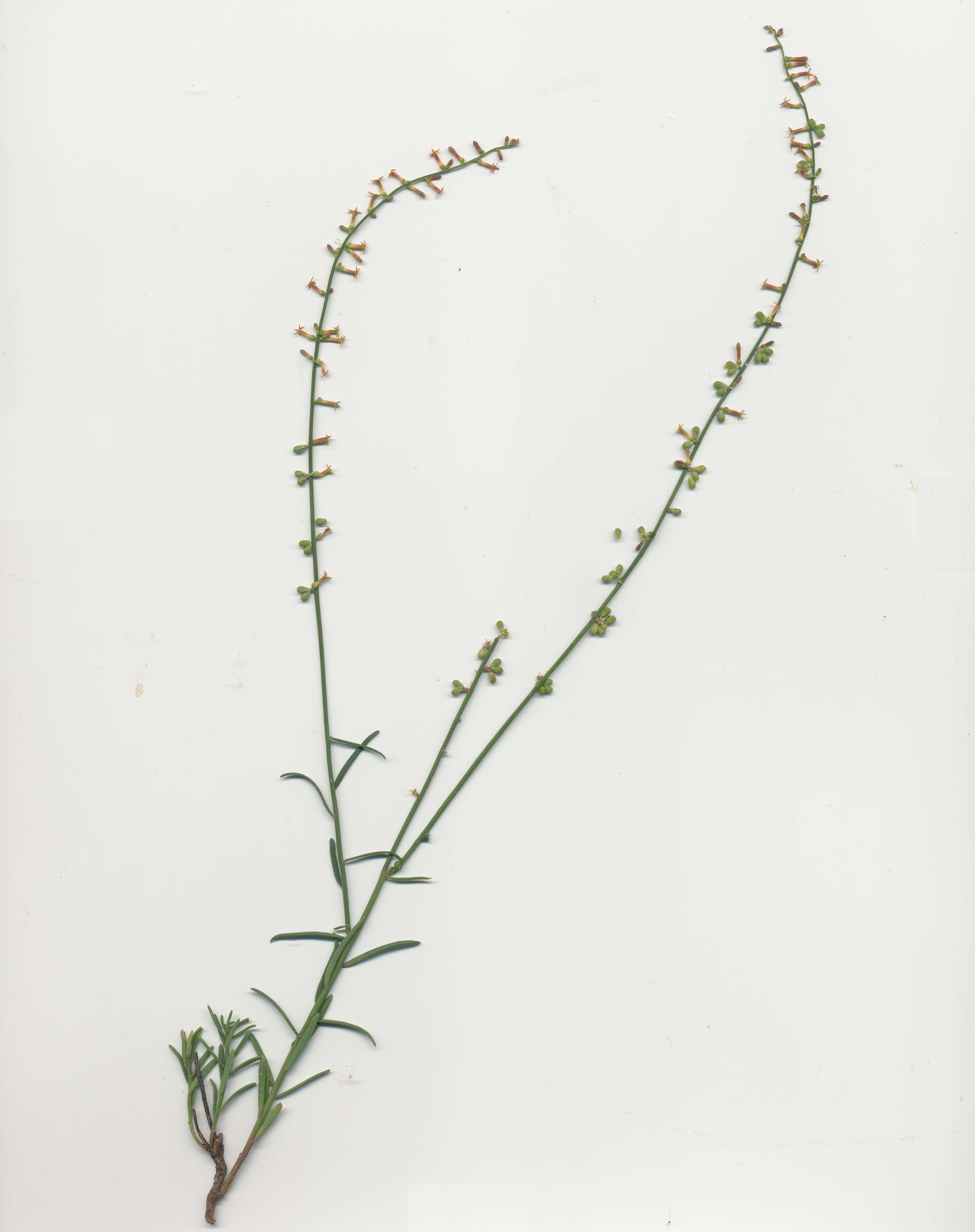 Image of Stackhousia viminea Sm.