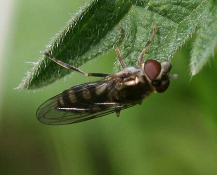 Image of Platycheirus peltatus (Meigen 1822)