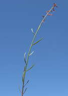 Image of Stackhousia viminea Sm.