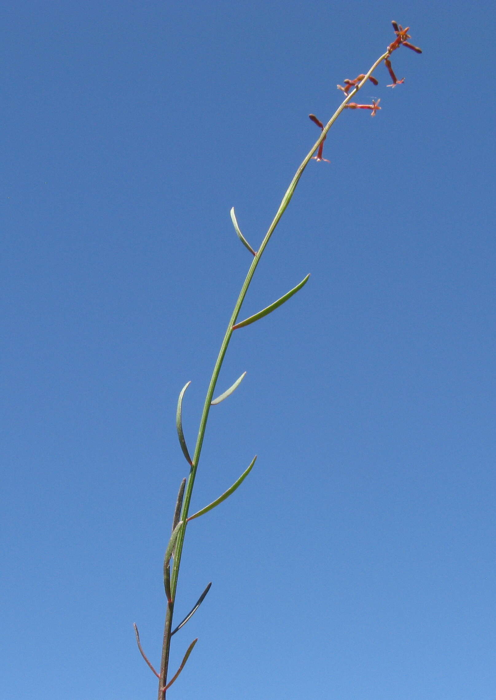 Image of Stackhousia viminea Sm.