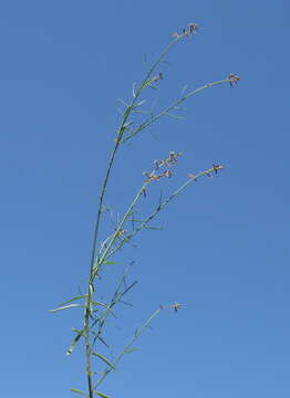 Image of Stackhousia viminea Sm.