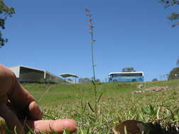 Image of Stackhousia viminea Sm.