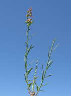 Image of Stackhousia viminea Sm.