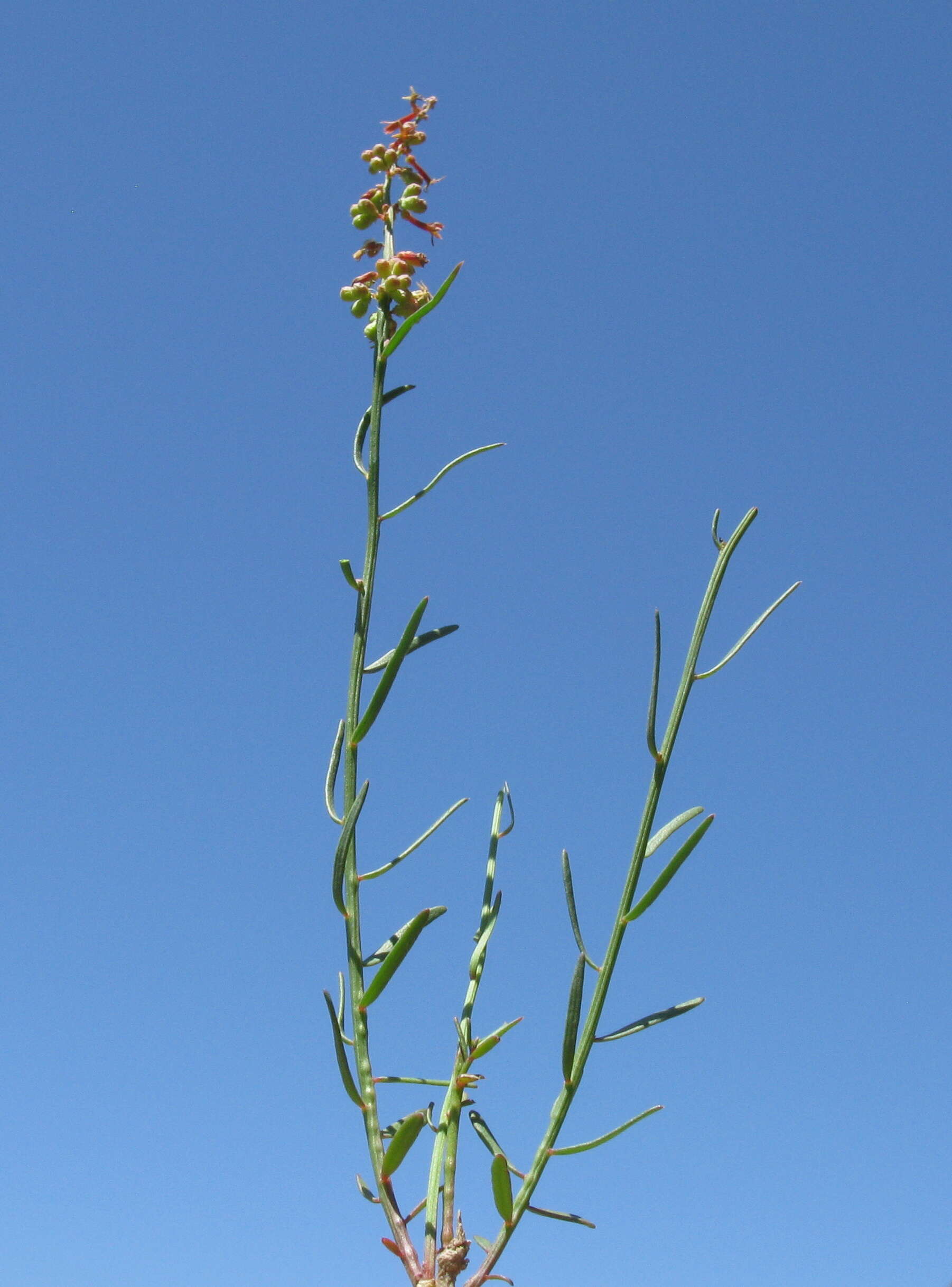 Image of Stackhousia viminea Sm.