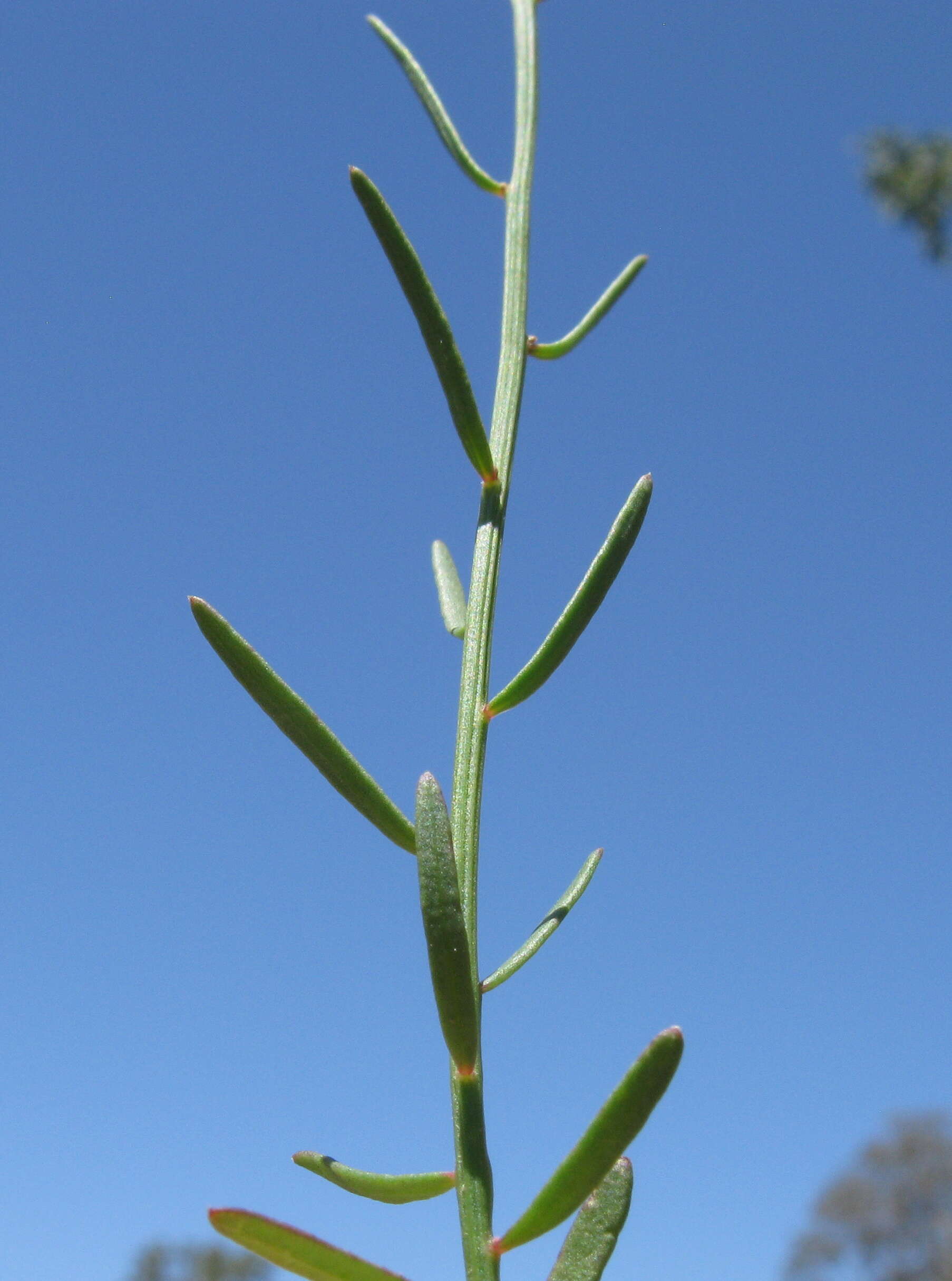 Image of Stackhousia viminea Sm.