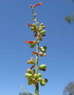 Image of Stackhousia viminea Sm.