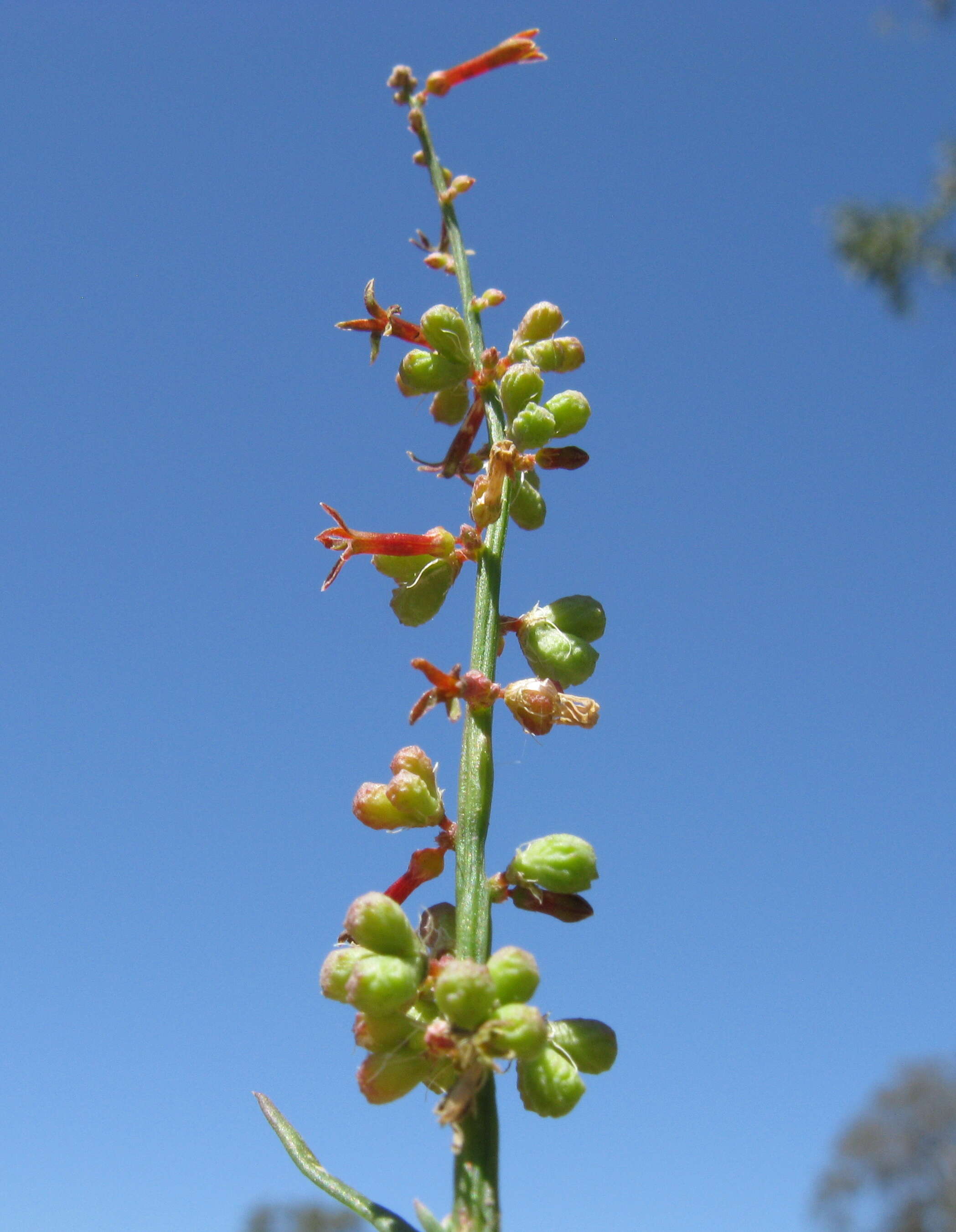 Image of Stackhousia viminea Sm.