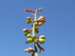 Image of Stackhousia viminea Sm.