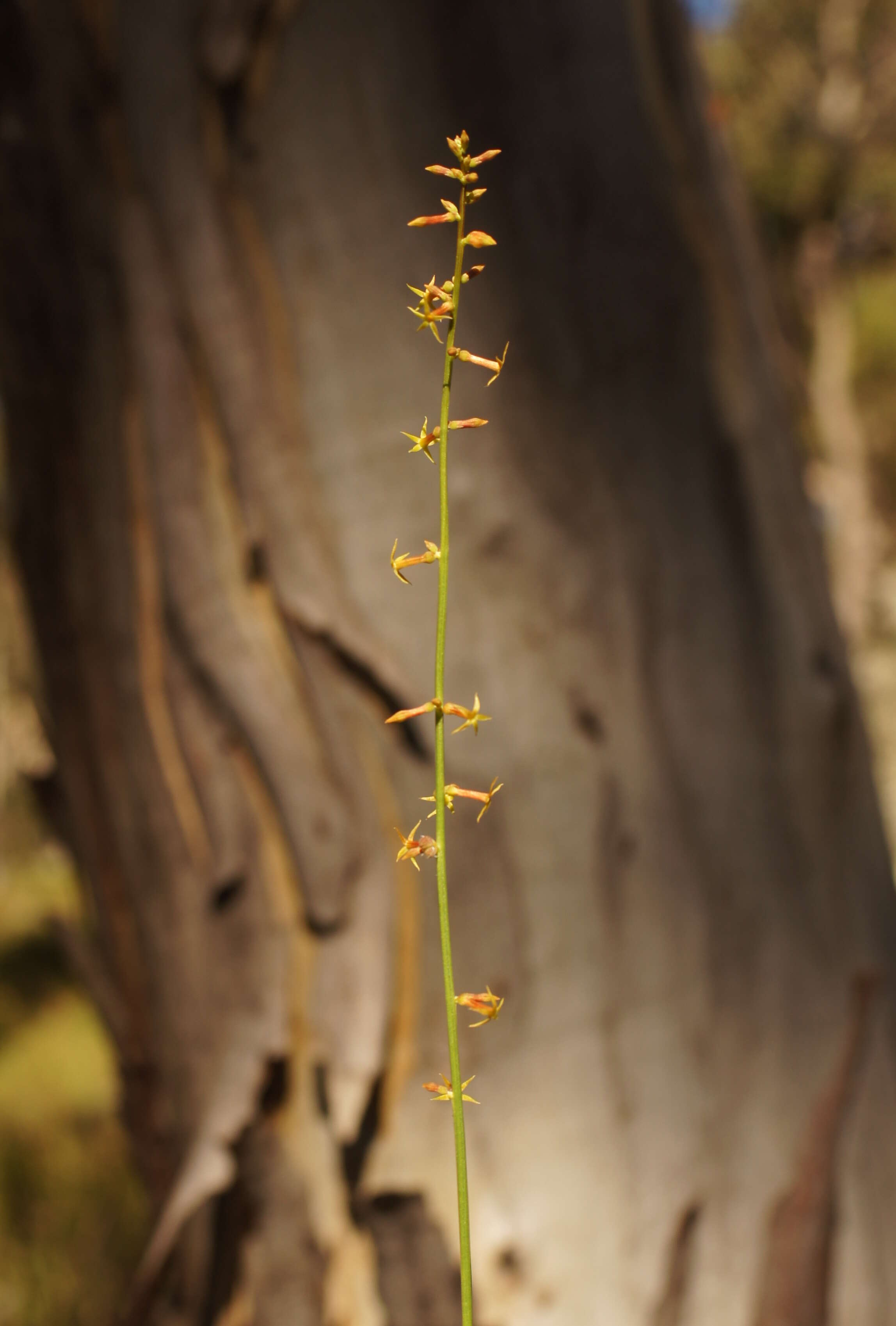 Image of Stackhousia viminea Sm.