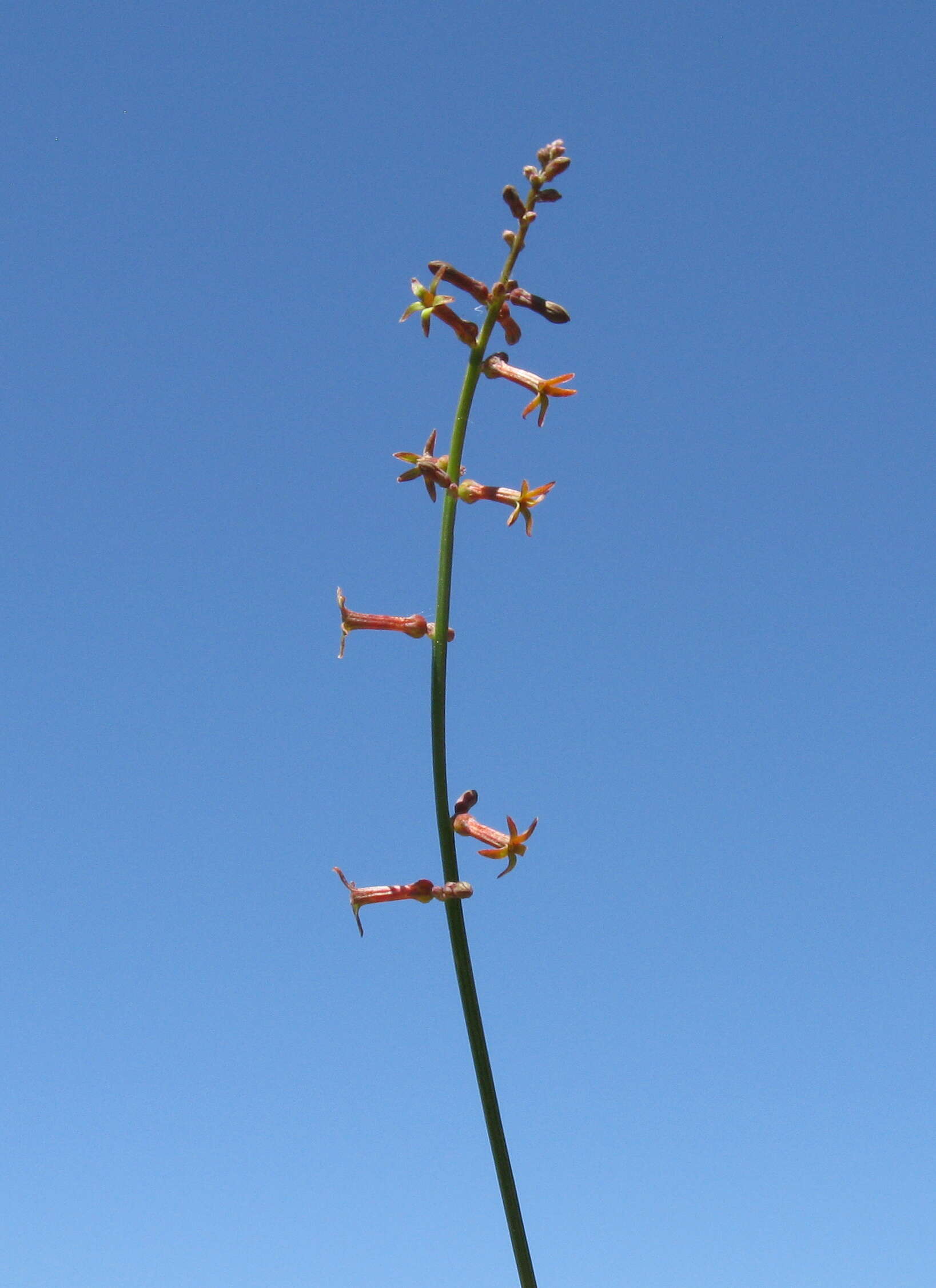 Image of Stackhousia viminea Sm.