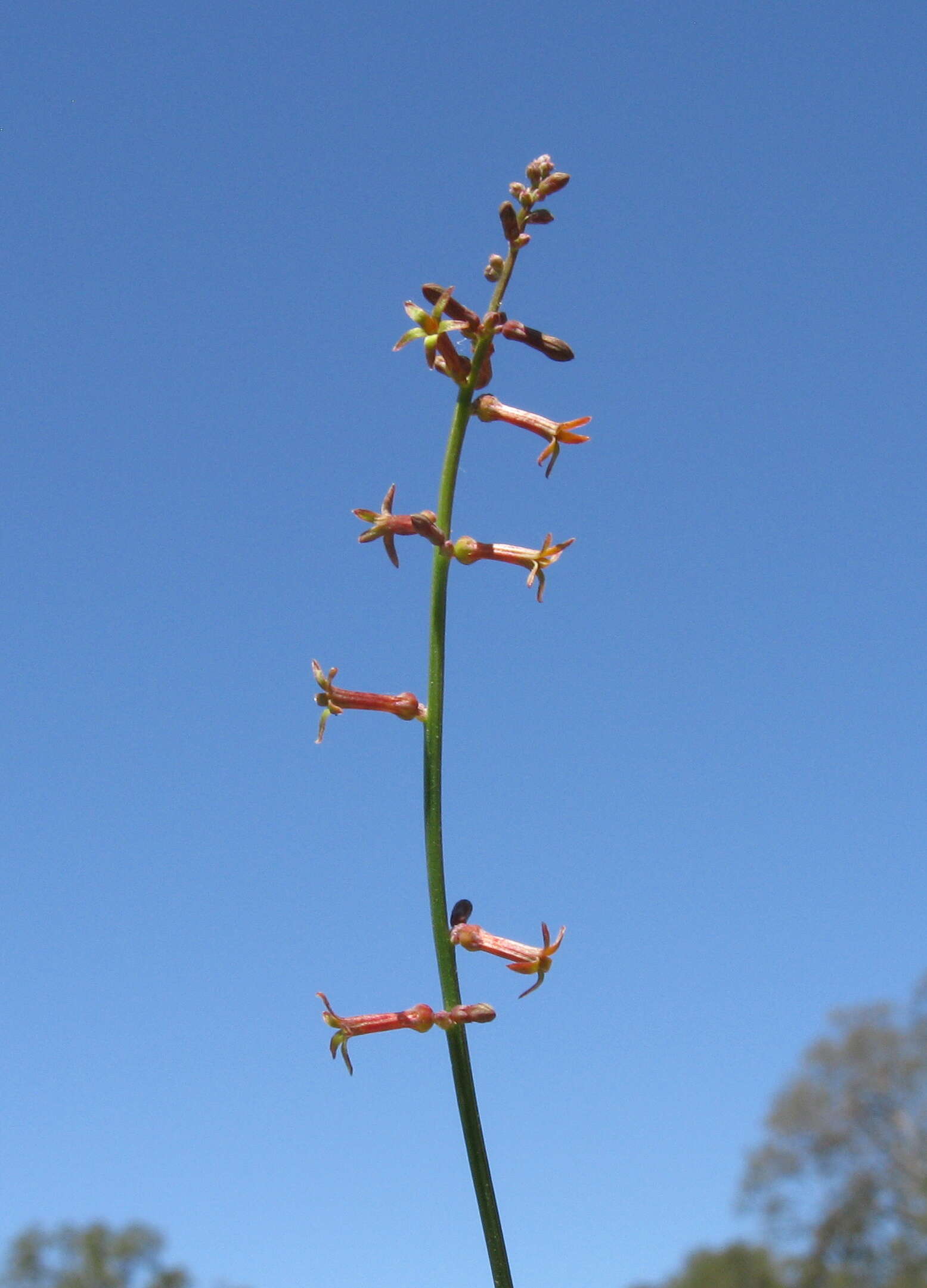 Image of Stackhousia viminea Sm.