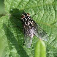 Image of House fly