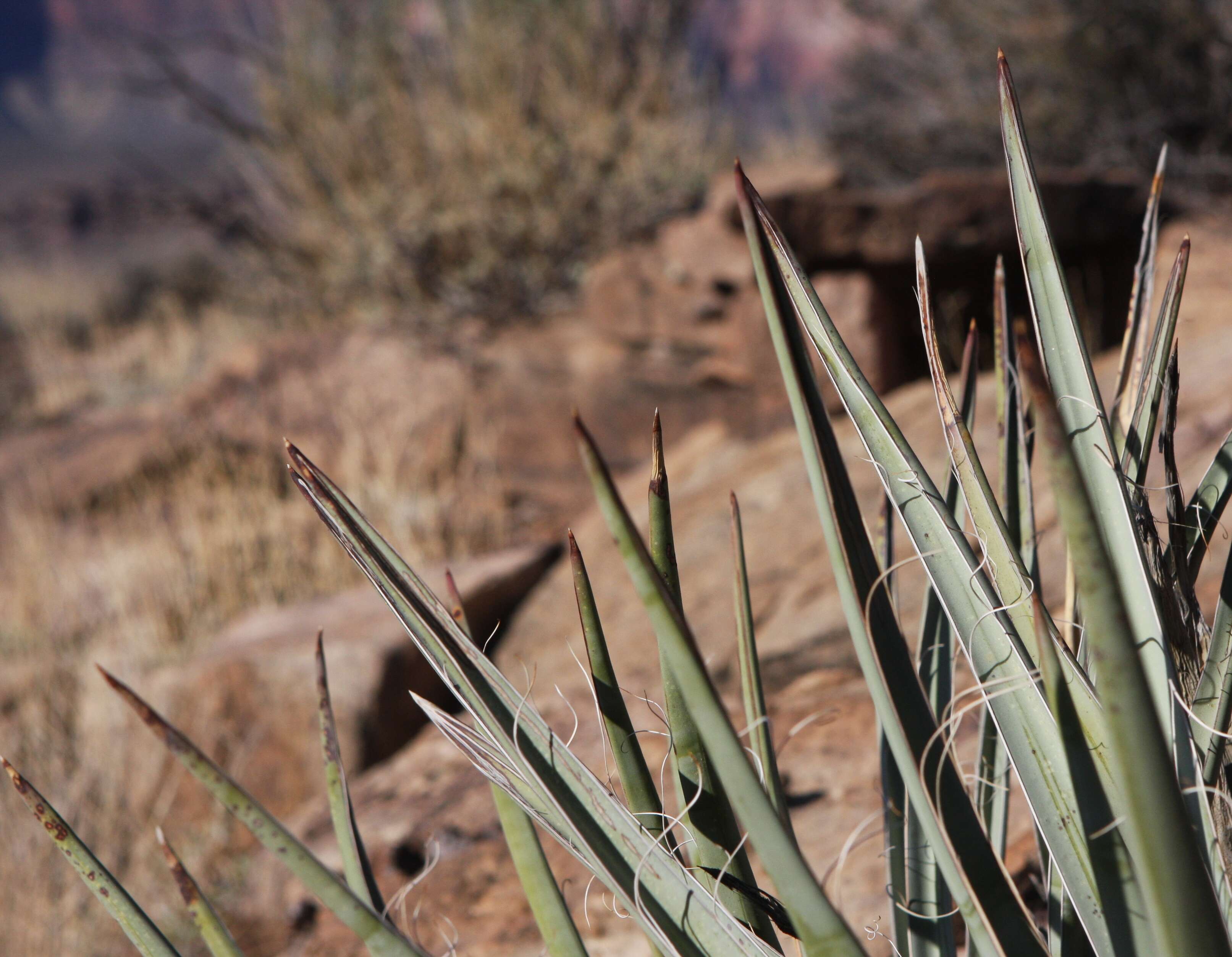 Imagem de Yucca baccata Torr.