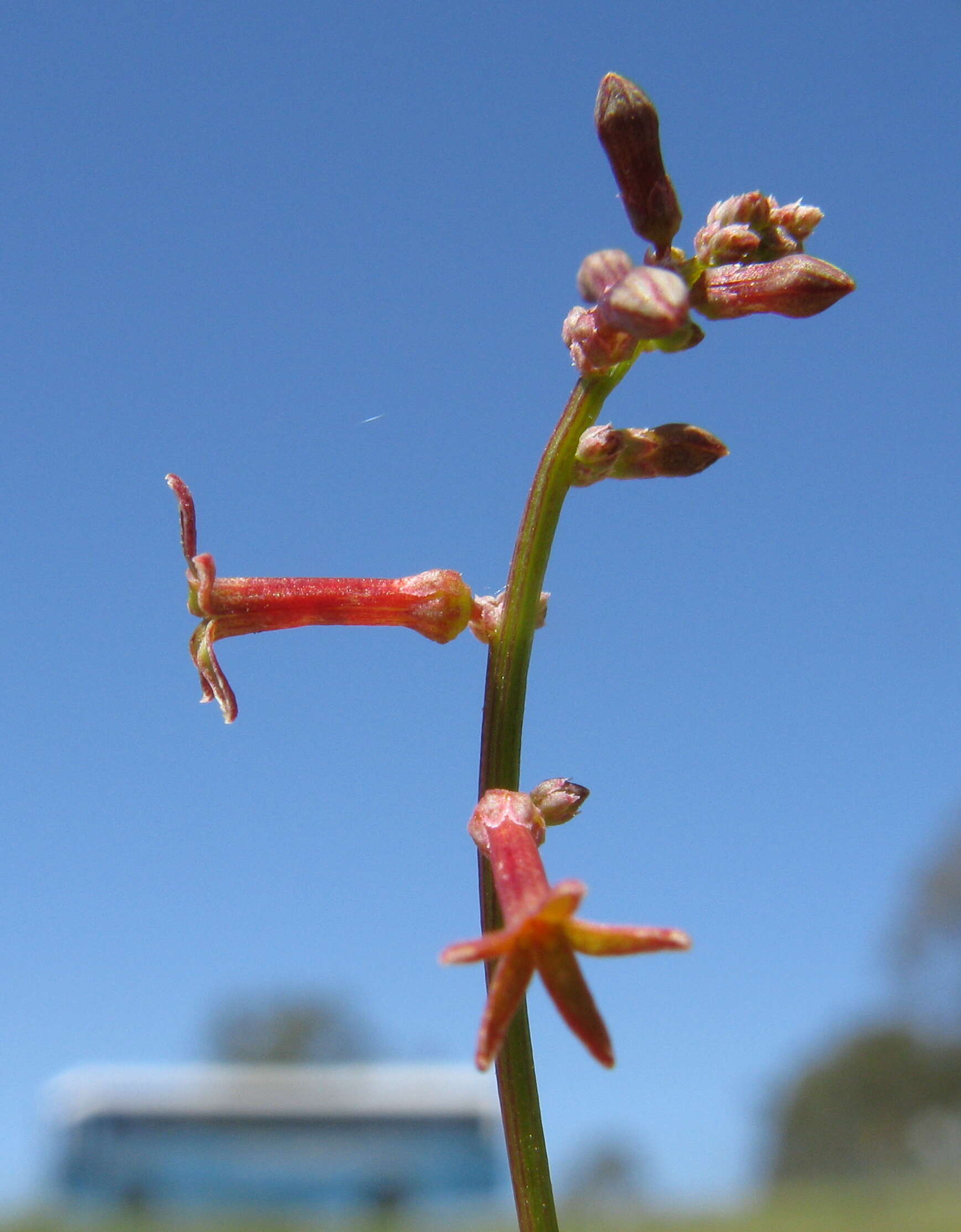 Image of Stackhousia viminea Sm.