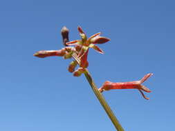 Image of Stackhousia viminea Sm.