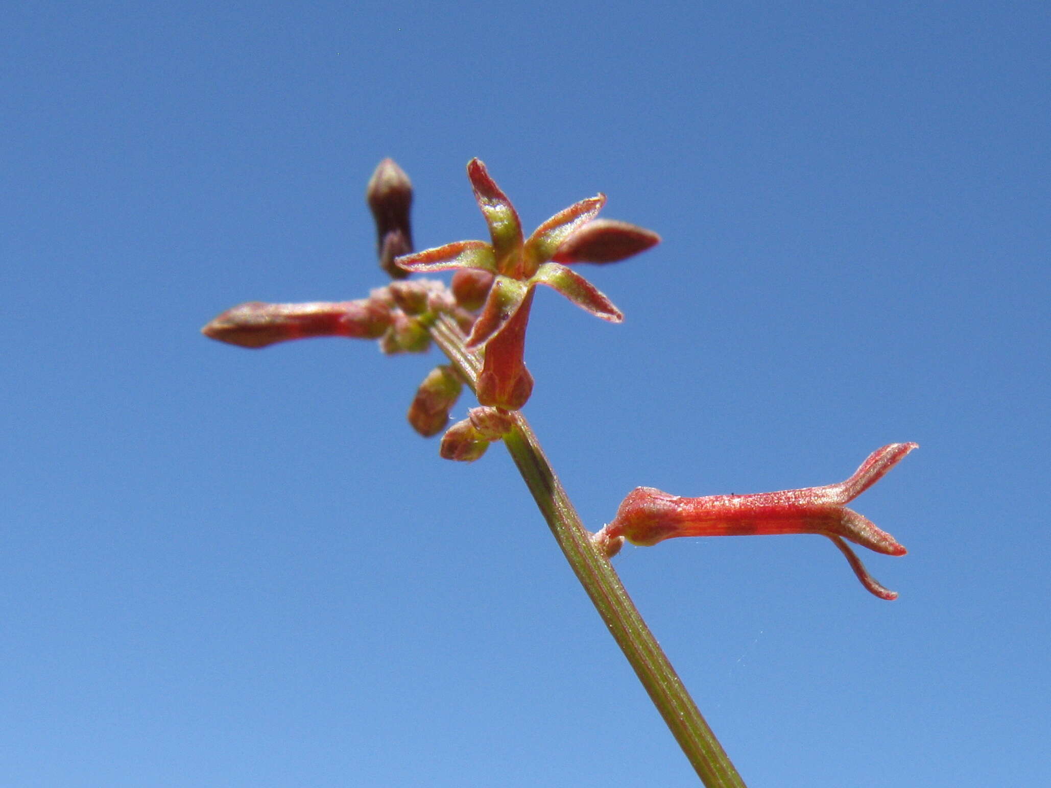 Image of Stackhousia viminea Sm.