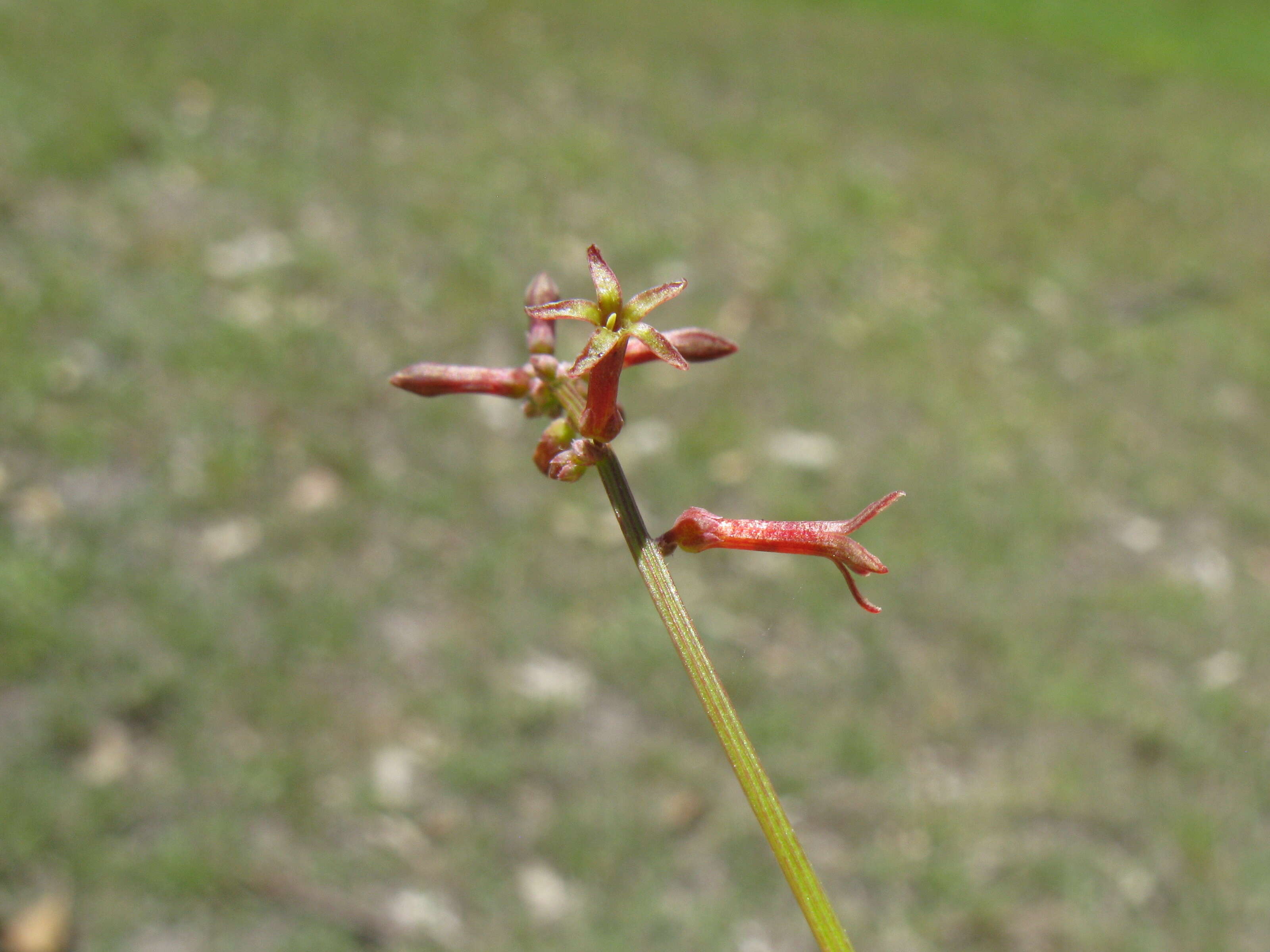 Image of Stackhousia viminea Sm.