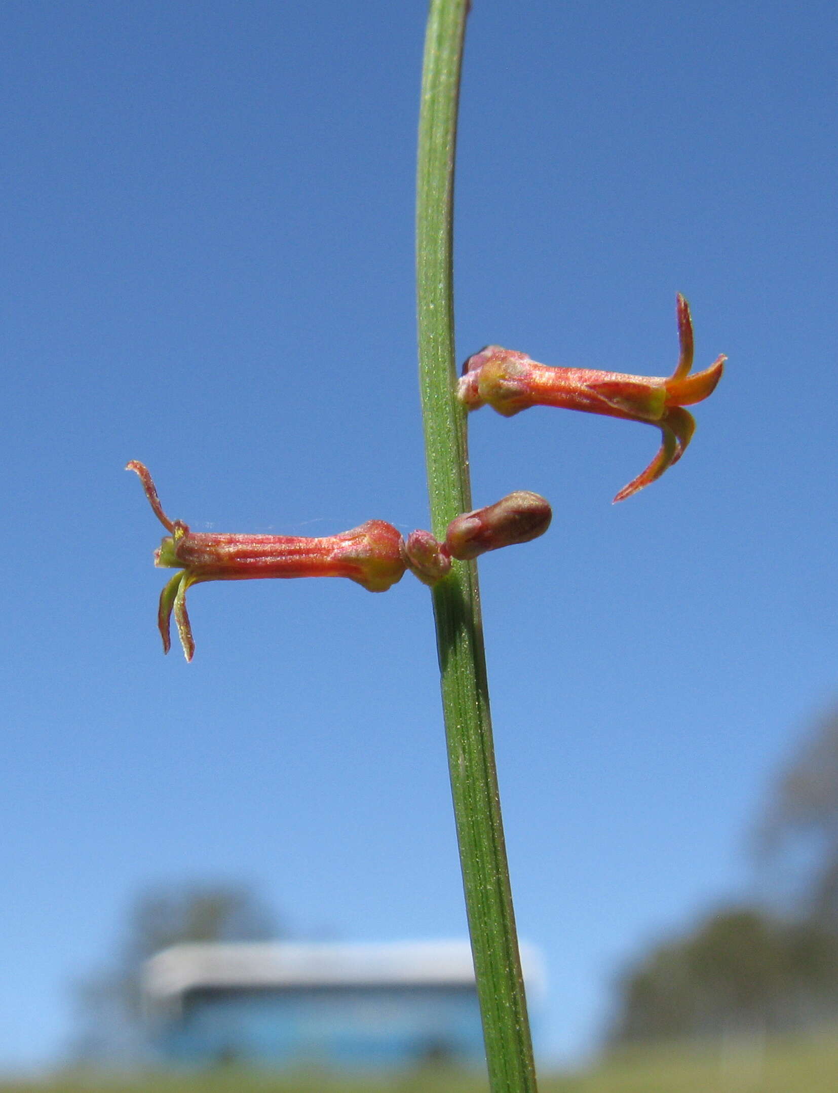 Image of Stackhousia viminea Sm.