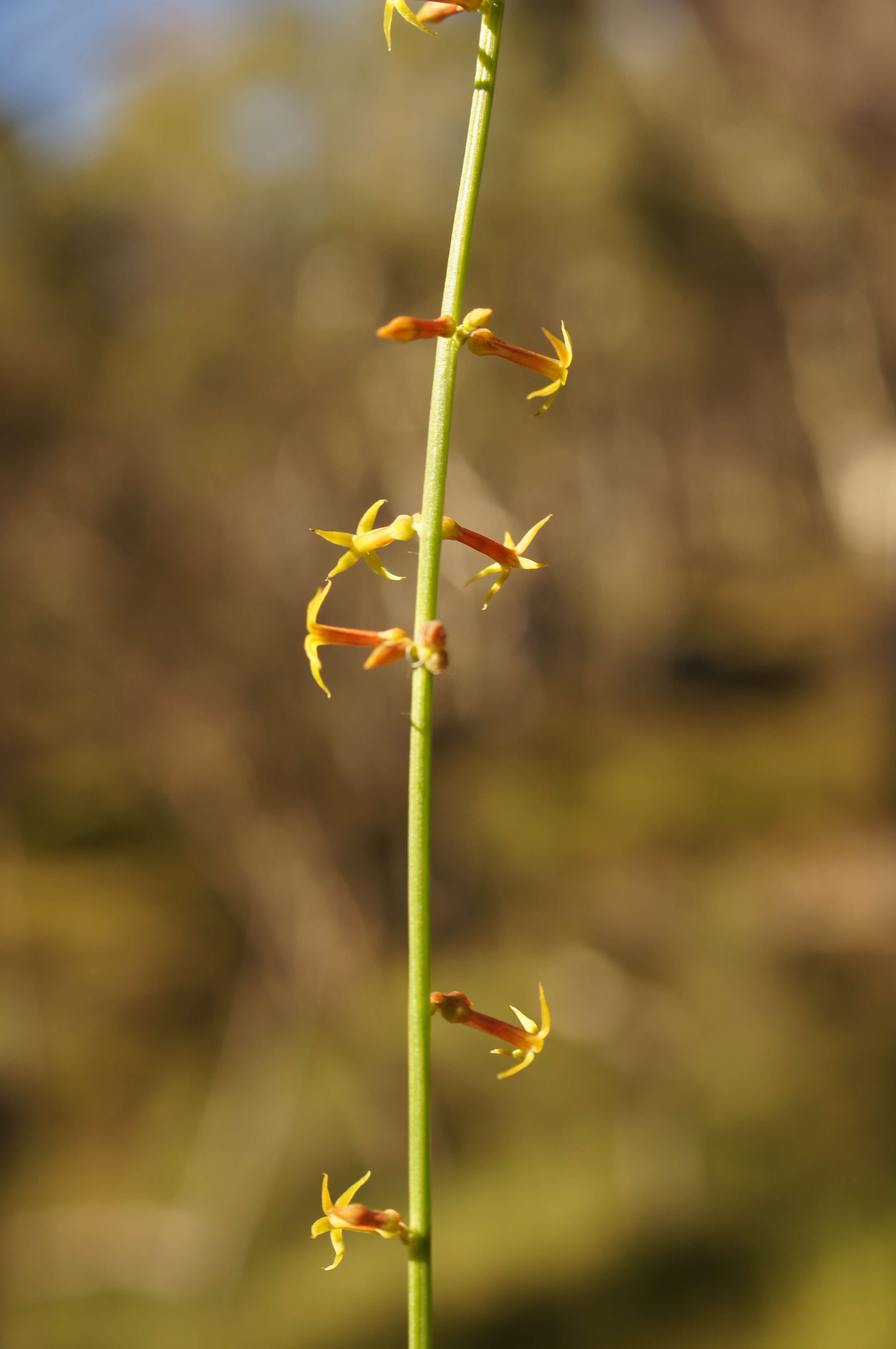 Image of Stackhousia viminea Sm.