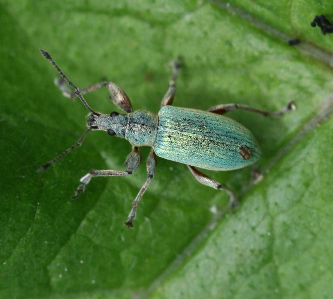 Image of Phyllobius (Metaphyllobius) pomaceus Gyllenhal 1834