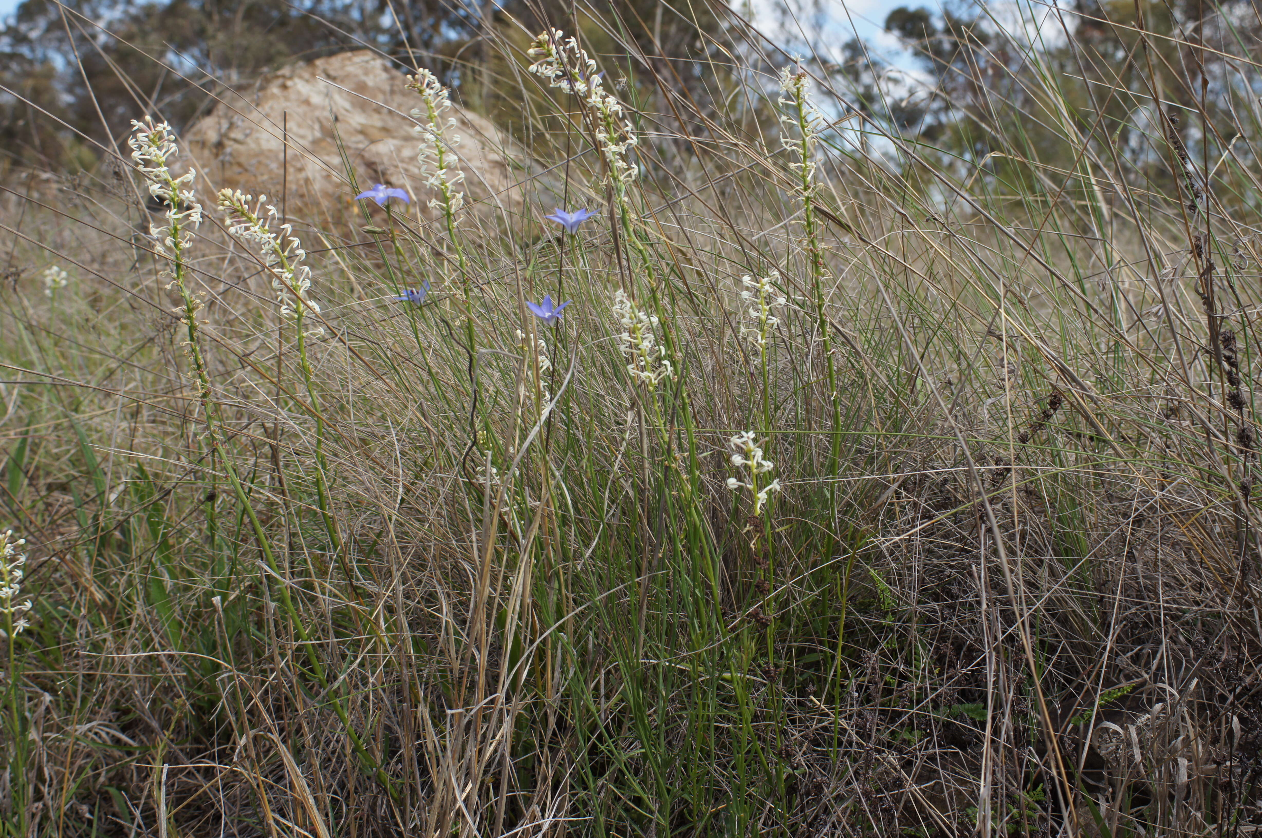 Image of Stackhousia monogyna Labill.