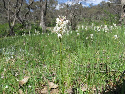 Image of Stackhousia monogyna Labill.