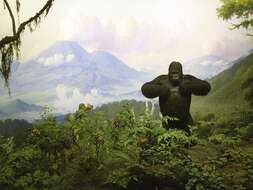 Sivun Gorilla beringei Matschie 1903 kuva
