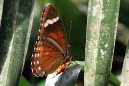 Euphaedra eberti Aurivillius 1896 resmi