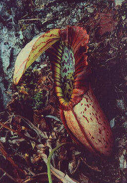 Image of Pitcher plant