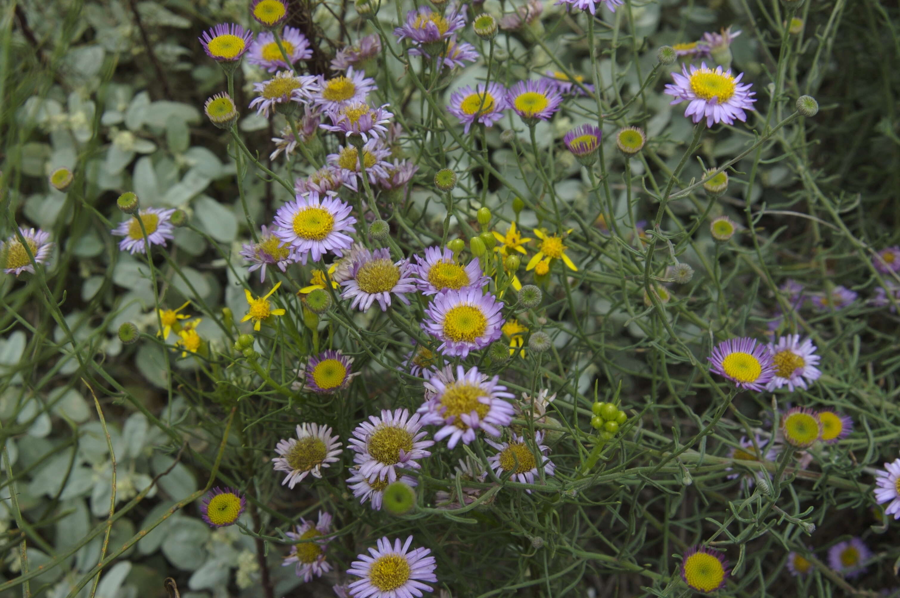 Image of Blochman's erigeron