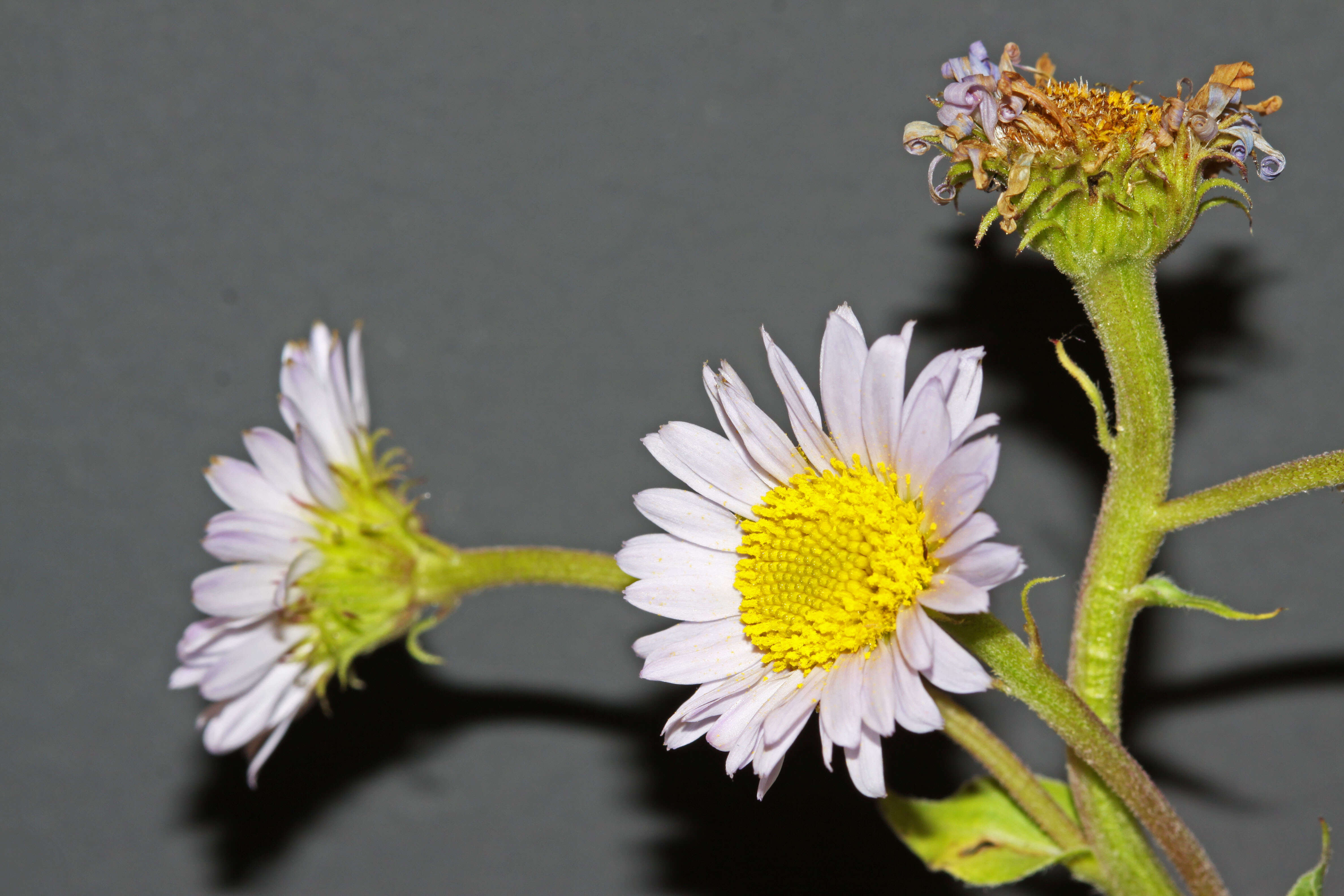 Image of sprucefir fleabane