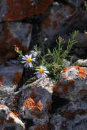 Image de Erigeron arenarioides (D. C. Eat. ex Gray) Rydb.