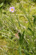 Image of sprucefir fleabane