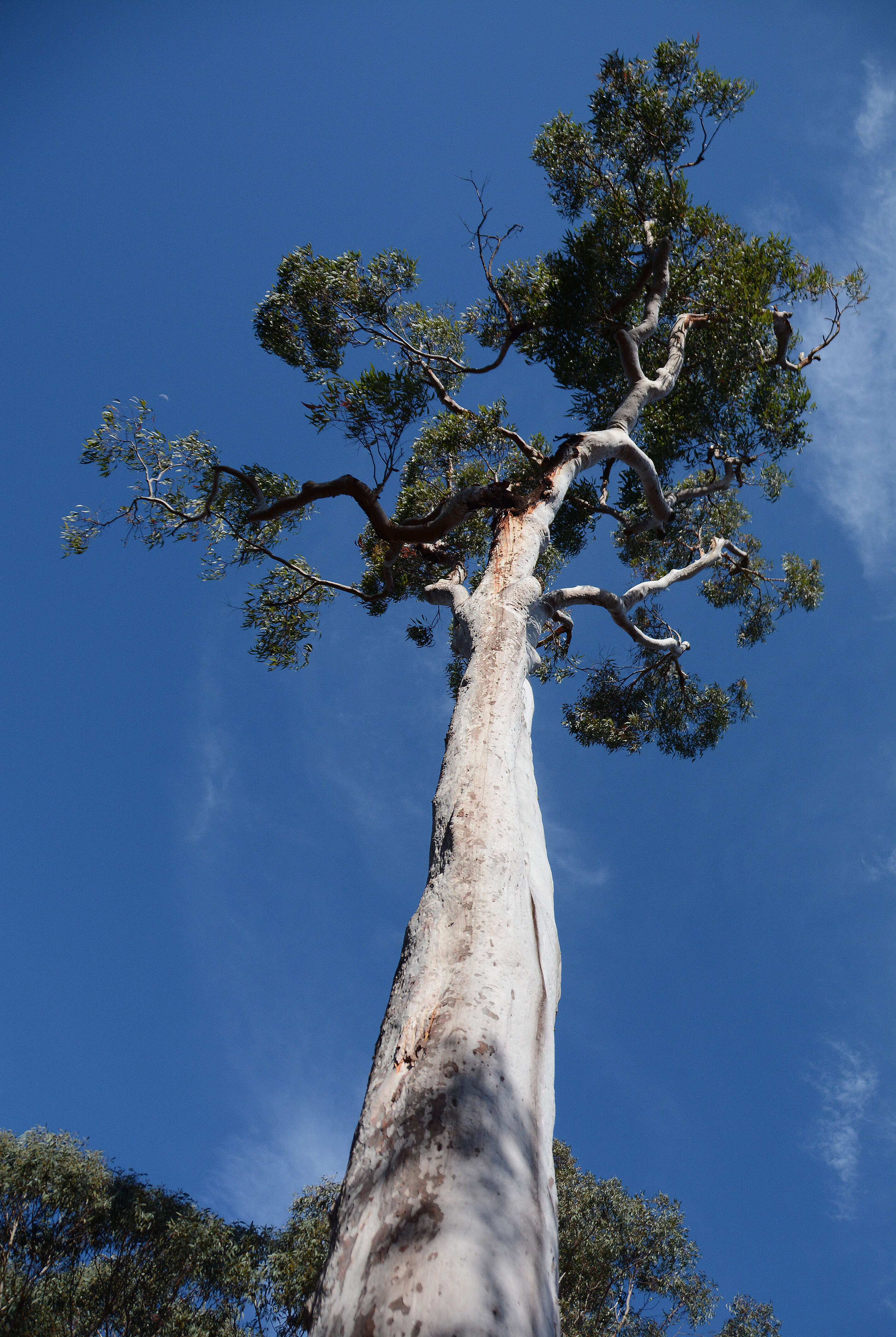 Image of Angophora