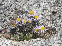 Image of sand fleabane