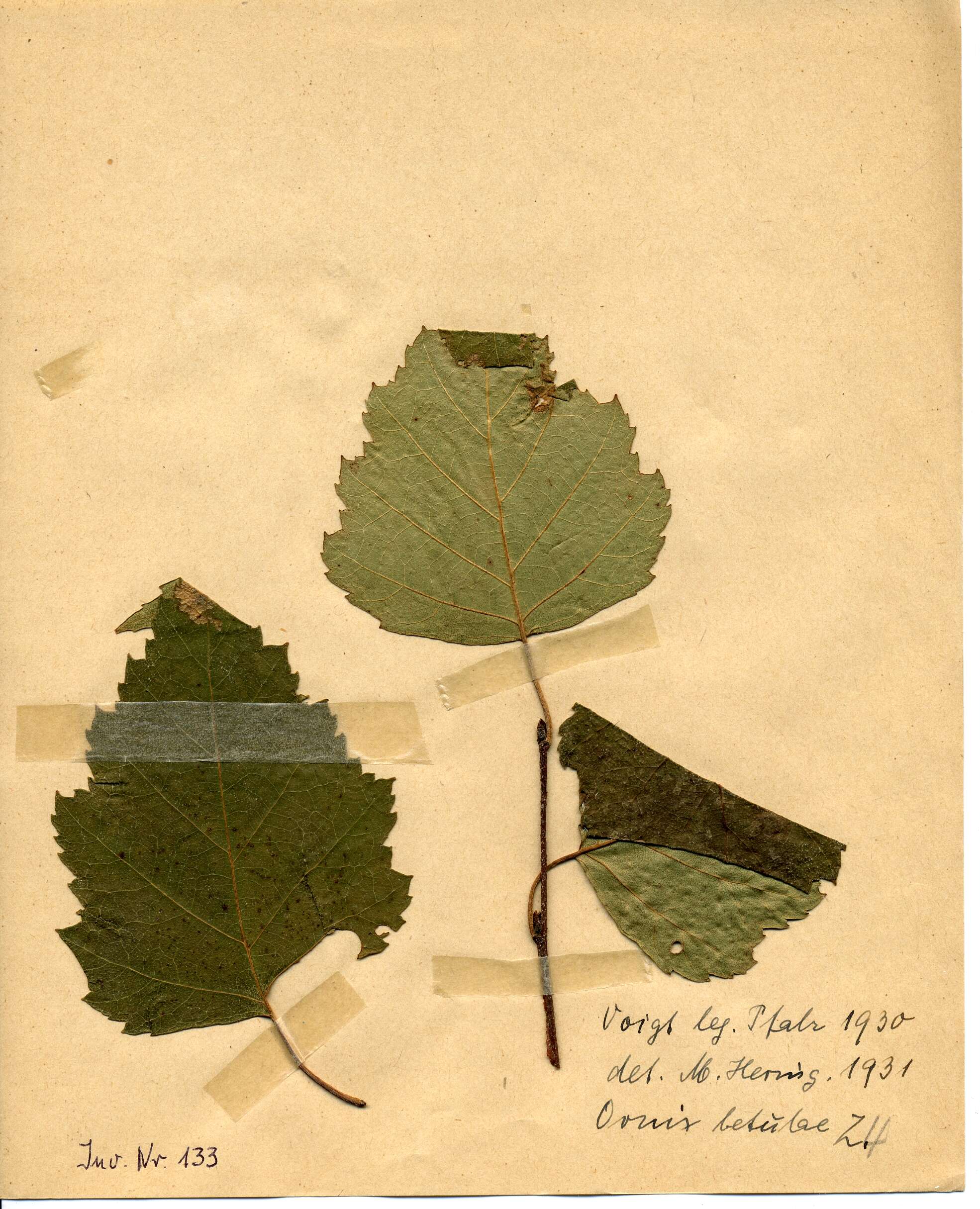Image of Brown Birch Slender
