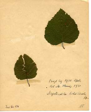 Image of Stigmella betulicola (Stainton 1856) Beirne 1945